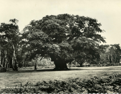 The Major Oak