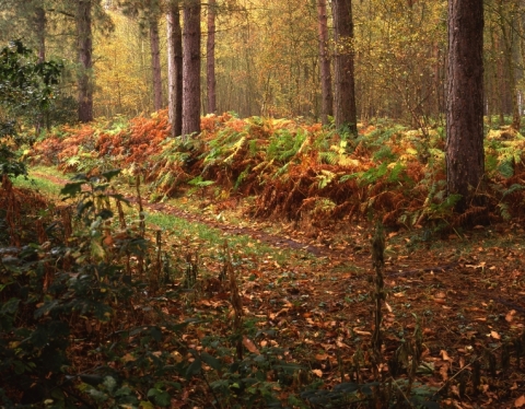 Autumn