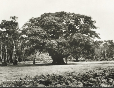 The Major Oak